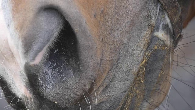 马的鼻孔靠近了。特写慢动作的纯种马的口吻细节。视频素材