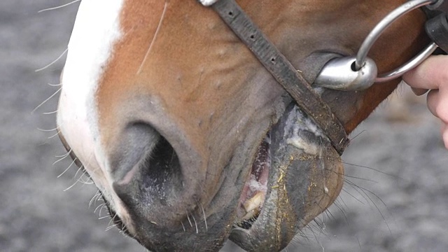 户外马咀嚼的特写。动物的嘴在咀嚼。骏马吃东西近距离慢镜头视频素材