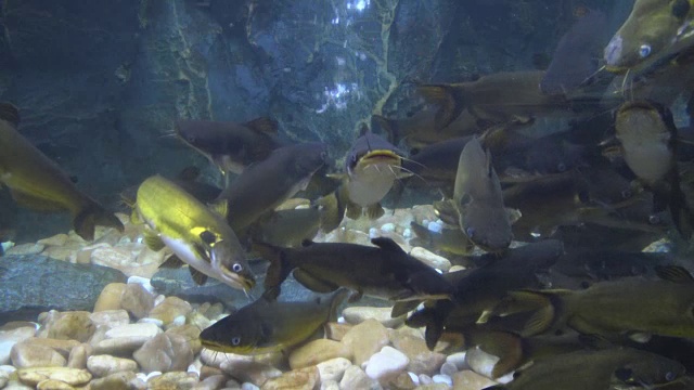 水族馆里的双斑鲶鱼。视频素材