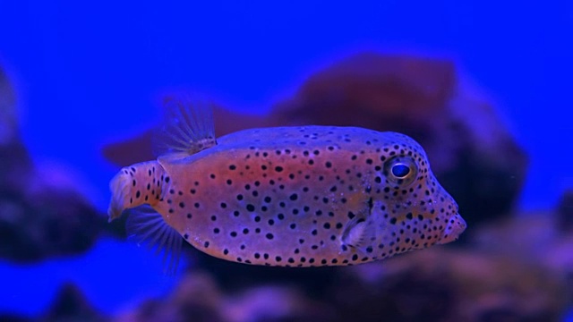 水族馆蓝色水中的热带鱼视频下载