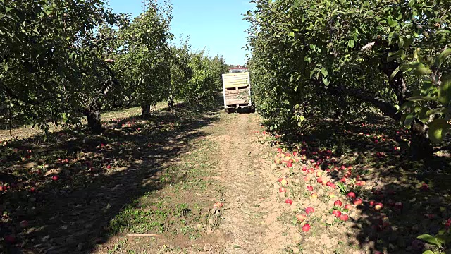 拖拉机接起一箱箱装满苹果果实的木箱和运输车。FullHD视频下载
