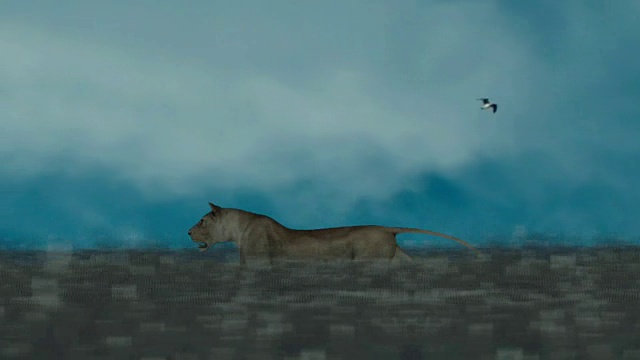 雌狮子快速地跑过田野视频下载