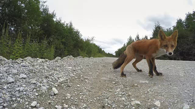 美丽的野生红狐咬摄像机在路上视频素材