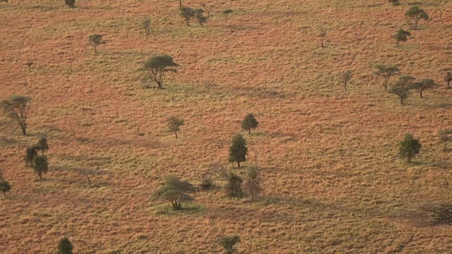 鸟瞰图:黎明时分，开阔的金合欢林地点缀着广阔的矮草稀树草原视频素材