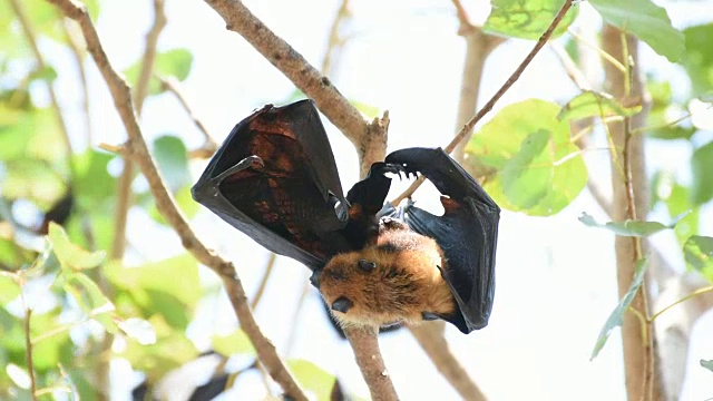 蝙蝠(飞狐)挂在树上视频素材