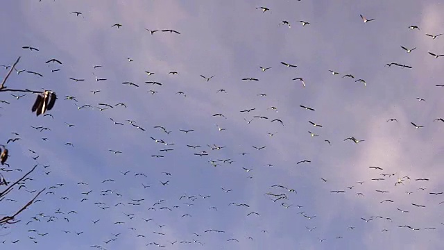 大鸟群鹅飞过南部迁徙的野生动物视频素材