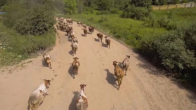 鸟瞰图:奶牛在路上行走视频素材