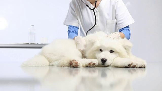 兽医在兽医诊所的桌子上检查宠物狗，并使用电脑视频下载