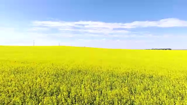 夏日里，从空中俯瞰黄色的油菜籽田视频素材