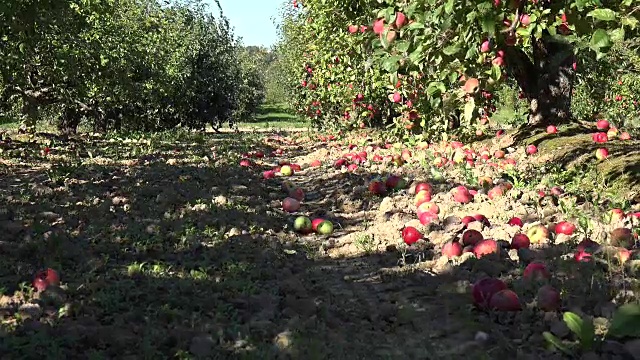 秋天，废弃的果园树巷和横生的果实散落在地上。FullHD视频下载