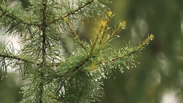 雨点落在云杉的树枝上。近距离视频素材