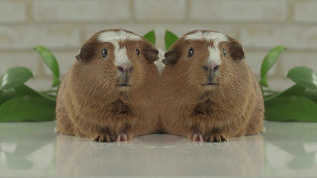 两只豚鼠在电视幽默录像中作为播音员交谈视频素材
