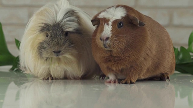 豚鼠吃自己的粪便来改善消化慢镜头录像视频素材
