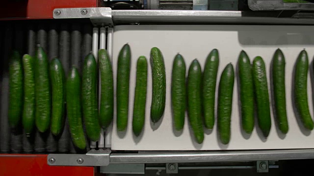 成熟黄瓜进入生产阶段视频素材