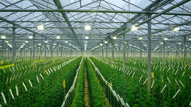 现代温室中黄瓜的生长视频素材