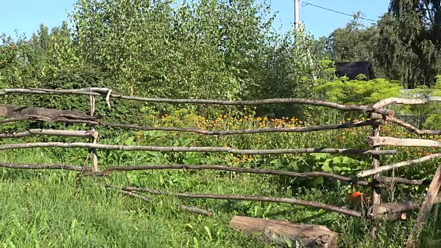 用木栅栏围起来的花园，有温室和植物生长。平移。FullHD视频下载