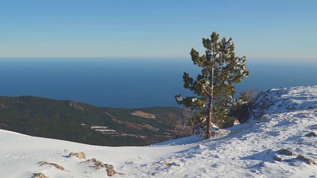 雪山顶上的松树视频素材
