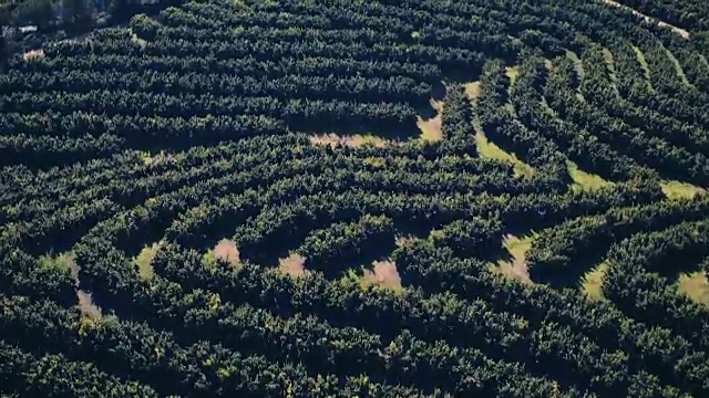 鸟瞰图桔子树种植园视频下载