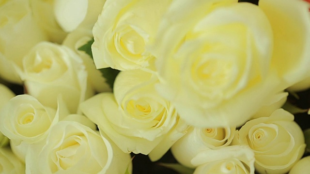 一束色彩鲜艳的白玫瑰，特写视频下载