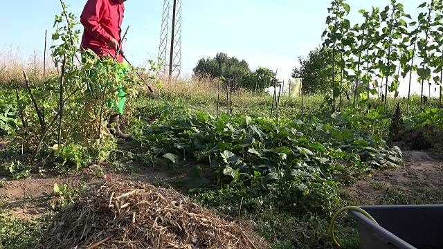 农民牛仔在农场喷洒黄瓜蔬菜。FullHD视频下载