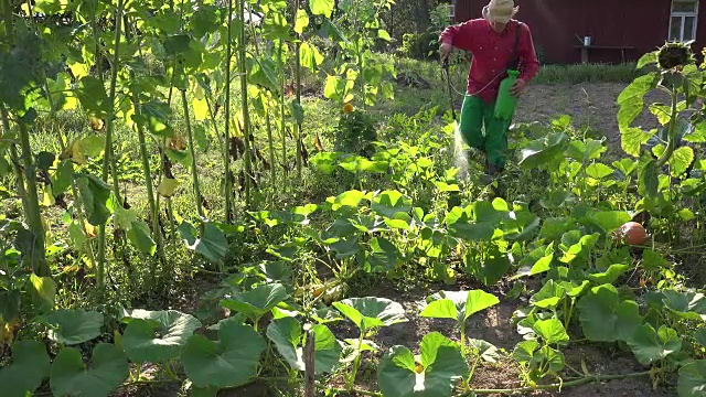 种植者牛仔在农场喷洒南瓜蔬菜。特写镜头。FullHD视频素材