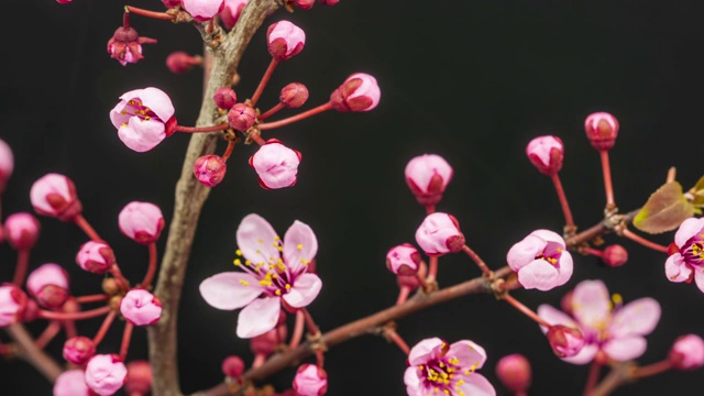 野梅花树花生长时间长视频素材