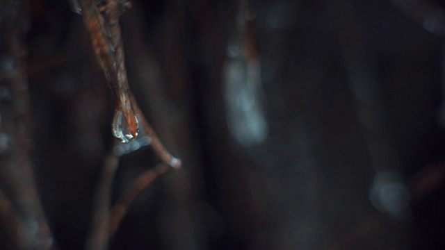 宏观水滴在森林的树枝上视频素材