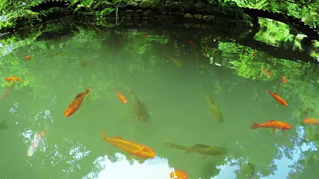 日本的镜子鲤鱼视频下载