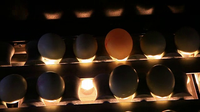鸡蛋在工厂挑选视频下载