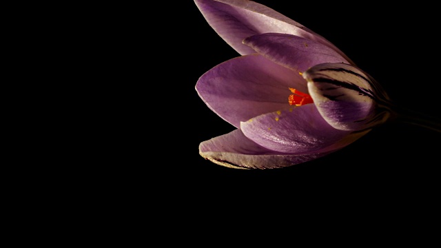 花，紫番红花盛开。格式电影4 k视频素材
