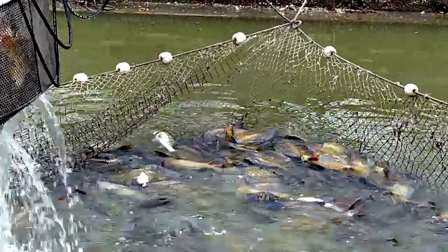 渔网满鱼视频下载