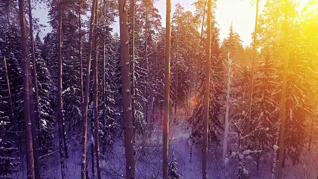 空中的阳光，光线，冬天温暖的日落，飞翔在松树，雪树森林，美丽，美丽的北方拍摄4k超高清视频素材