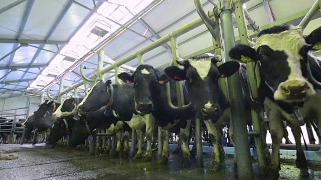 农场的自动挤奶视频素材
