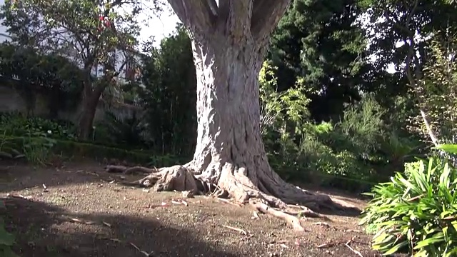 美丽的龙树Dracaena draco，特内里费，西班牙视频素材