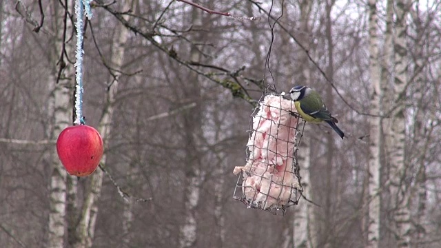 蓝山雀在冬季喂鸟器中吃猪油视频下载