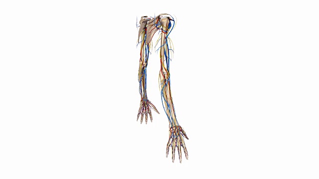 上肢有动脉，神经和静脉视频素材