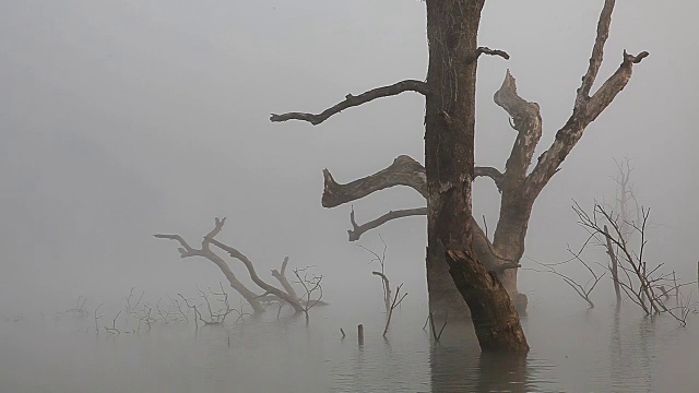 湖里有棵枯树视频下载