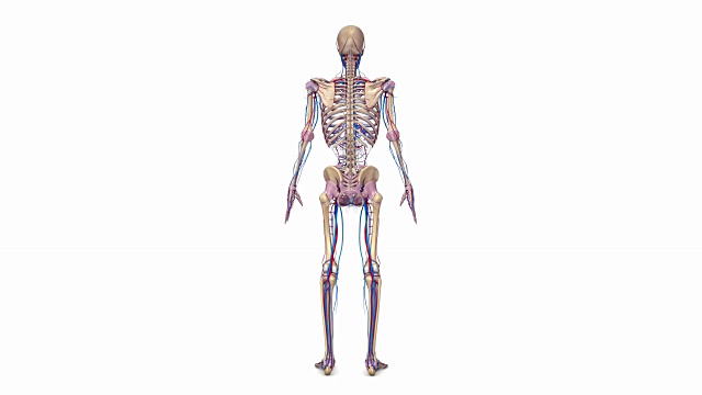 完整的骨骼，韧带，动脉和静脉视频下载
