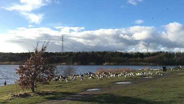 阳光明媚的湖边成群的鸭子，鹅，天鹅视频素材