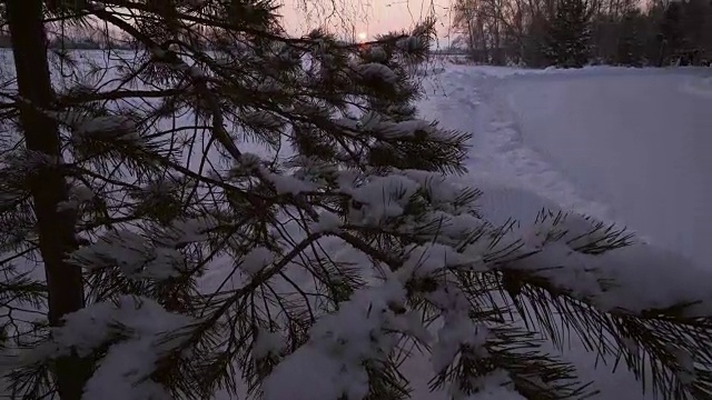白雪覆盖的松树在雪在日落股票录像视频下载