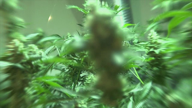 大麻植物的特写视频素材