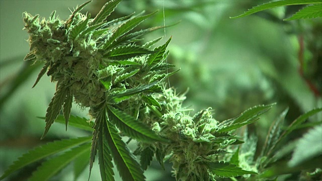 大麻植物的特写视频素材