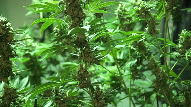 大麻植物视频素材
