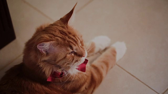 房子里的木楼梯上有只红猫视频下载