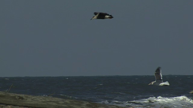 普通海鸥飞行，北海道，日本视频素材