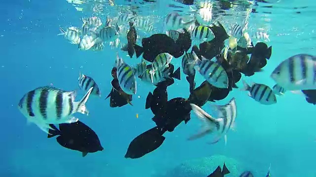美丽多彩的热带鱼在充满活力的珊瑚礁在红海水下视频素材