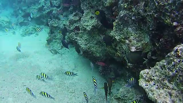红海珊瑚礁上五颜六色的热带鱼。埃及视频素材