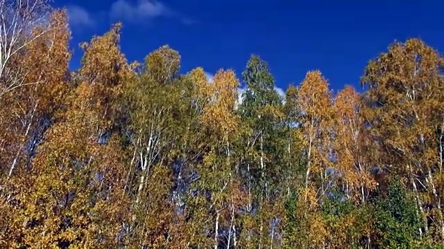 在蓝天背景上的秋天的树冠视频素材