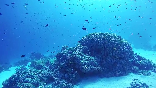 美丽多彩的热带鱼在充满活力的珊瑚礁在红海水下视频素材