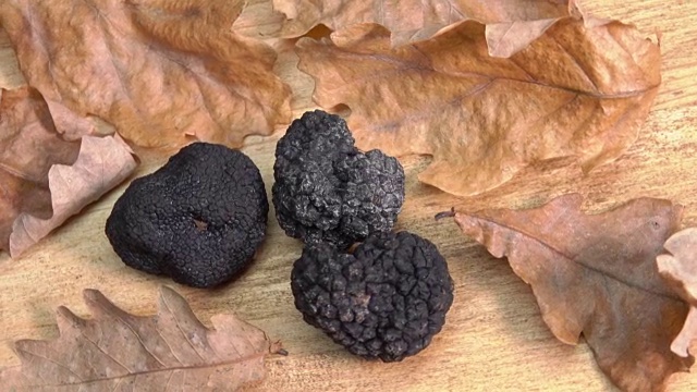 黑松露块茎卷在橡树叶上视频素材